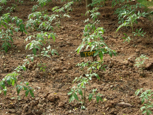 Ayurvedagram-herbal-grounds-795×597